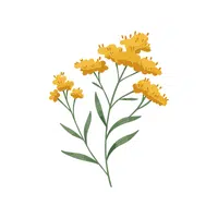 Goldenrod