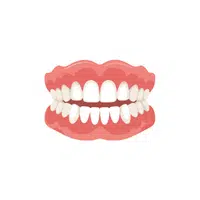 Gum | Woman Body Parts Names in English