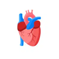 Heart | Woman Body Parts Names in English