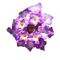 Heliotrope | Summer Flowers Names in English