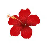 Hibiscus | Summer Flowers Names in English