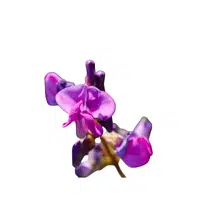 Hyacinth Bean | Summer Flowers Names in English