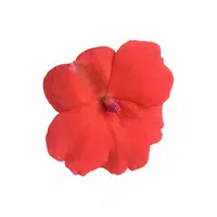 Impatiens | Summer Flowers Names in English