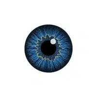 Iris | Woman Body Parts Names in English