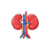 Kidney | Woman Body Parts Names in English
