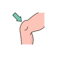 Knee