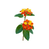 Lantana | Summer Flowers Names in English