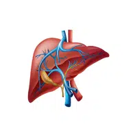 Liver | Woman Body Parts Names in English