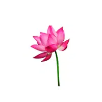 Lotus | Summer Flowers Names in English