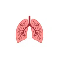 Lung | Woman Body Parts Names in English