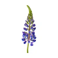 Lupine | Summer Flowers Names in English
