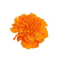 Marigold | Summer Flowers Names in English