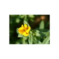 Mexican Marigold | Summer Flowers Names in English