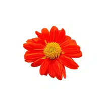 Mexican Sunflower