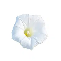 Moonflower | Summer Flowers Names in English