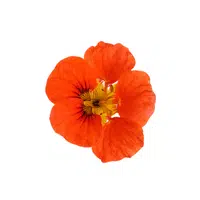 Nasturtium | Summer Flowers Names in English
