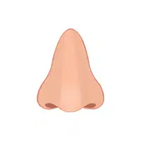 Nose | Woman Body Parts Names in English