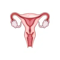 Ovary | Woman Body Parts Names in English