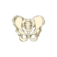 Pelvis | Woman Body Parts Names in English