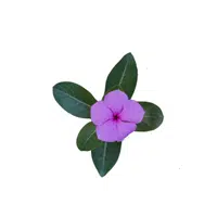 Periwinkle | Summer Flowers Names in English