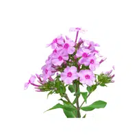 Phlox | Summer Flowers Names in English