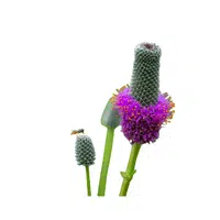 Prairie Clover | Summer Flowers Names in English