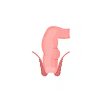 Rectum | Woman Body Parts Names in English