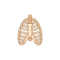 Rib | Woman Body Parts Names in English