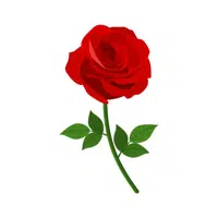 Rose | Summer Flowers Names in English