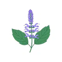 Salvia | Summer Flowers Names in English