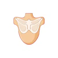 Shoulder blade