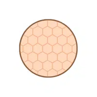 Skin | Woman Body Parts Names in English