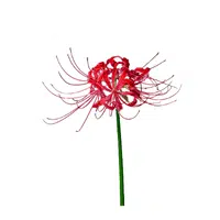 Spider Flower
