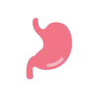 Stomach
