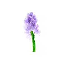 Summer Hyacinth | Summer Flowers Names in English