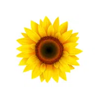 Sunflower | Summer Flowers Names in English