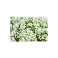 Sweet Alyssum
