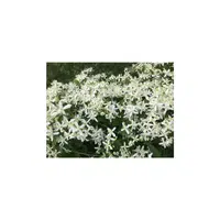 Sweet Autumn Clematis