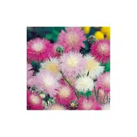 Sweet Sultan | Summer Flowers Names in English