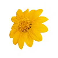 Tithonia | Summer Flowers Names in English