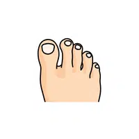 Toe | Woman Body Parts Names in English