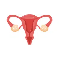 Uterus | Woman Body Parts Names in English