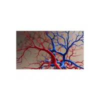 Vein | Woman Body Parts Names in English