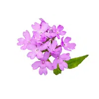 Verbena | Summer Flowers Names in English