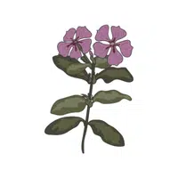 Vinca | Summer Flowers Names in English