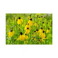Yellow Coneflower | Summer Flowers Names in English