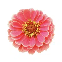 Zinnia | Summer Flowers Names in English