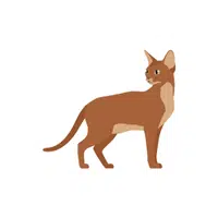 Abyssinian Cat
