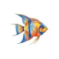 Angelfish