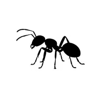 Ant | Forest Animals Names in English
